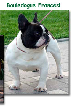 Bouledogue francesi