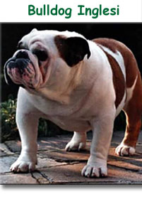 Bulldog inglesi